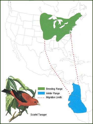 Migration of birds. by Lincoln, Frederick C., Steven R. Peterson, and John L. Zimmerman /U.S. Department of the Interior, U.S. Fish and Wildlife Service, Washington, D.C. Circular 16. Jamestown, ND: Northern Prairie Wildlife Research Center Online. (Version 02APR2002). Public Domain